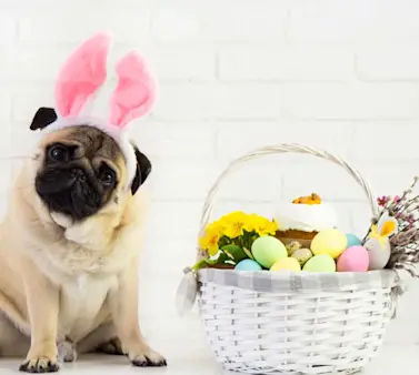 We Can’t Believe They’re Not Bunnies: Animals, Babies, and More in Easter Disguise We Can’t Believe They’re Not Bunnies: Animals, Babies, and More in Easter Disguise