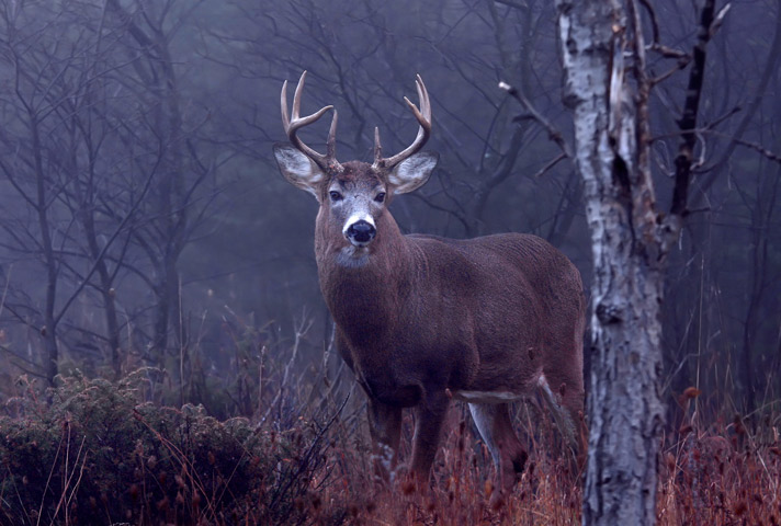 Stunning Wildlife Photos in Autumn