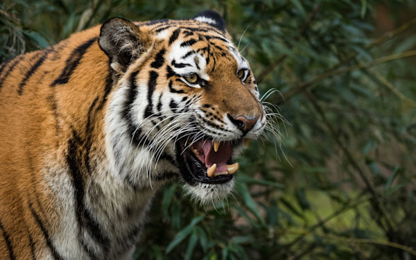 Using images with animals for social media