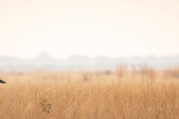 Animals/Wildlife stock photos