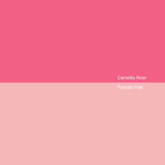 camellia-rose-v-powder-pink