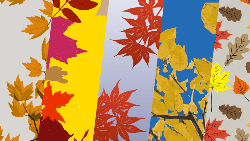 Free Fall Foliage Vectors and Overlays