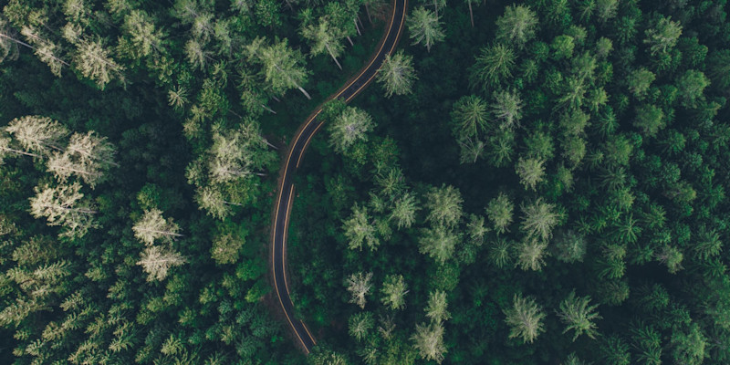 SEM - DE - Plant