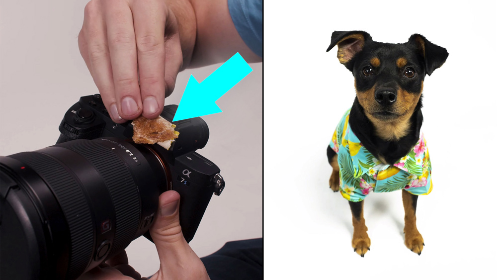 Pet Photography Quick Tips: Keeping and Capturing A Dog’s Attention