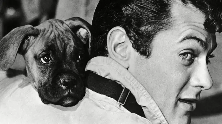 22 Amazing Pictures of Famous Dogs With Their Celebrity Owners