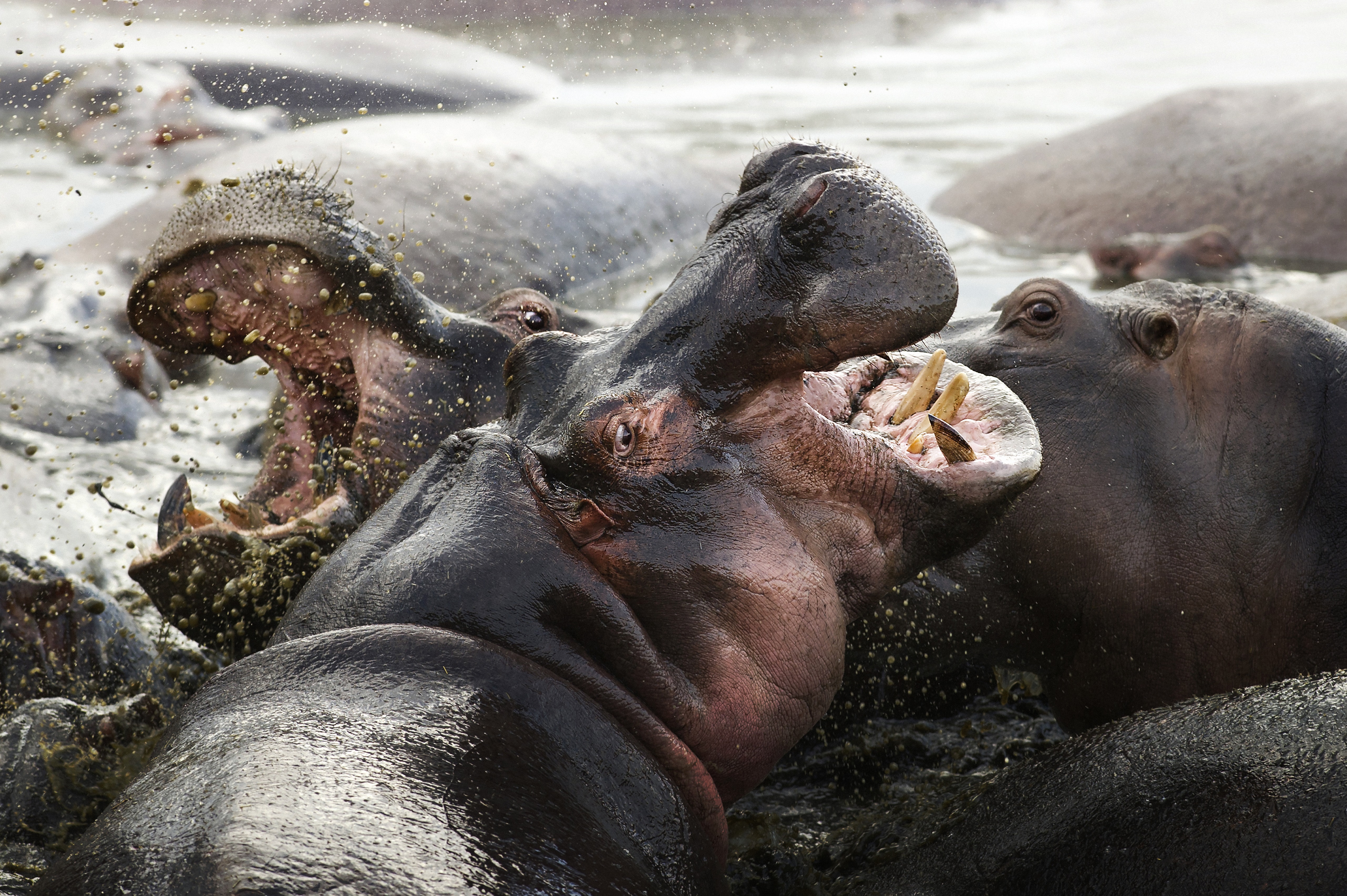 Animals in the Wild - 0219