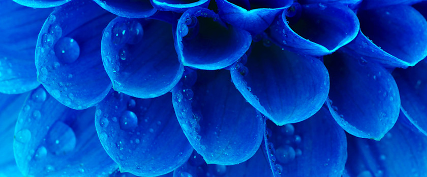 Flowers free images - Subcategory