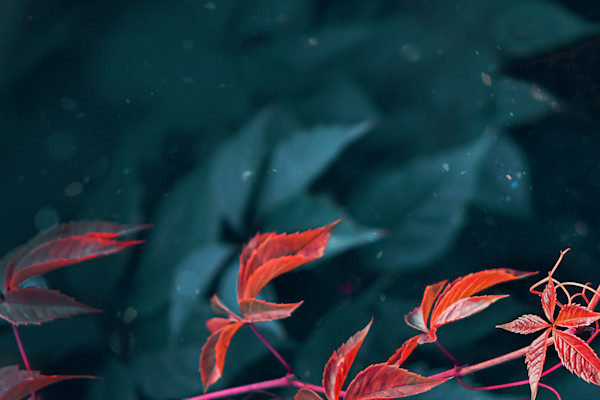 Explore the new reverse image search to find the perfect video clip