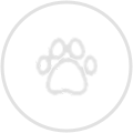 pet insurance icon