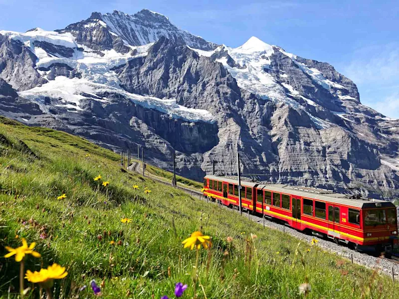 A tourist train travels on Jungfrau Railway from Jungfraujoch Top of Europe to Kleine Scheidegg wild flowers bloom on a
