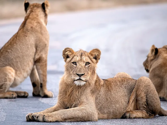 kruger-nation-park-south-africa-lion-swiper-hero-gallery