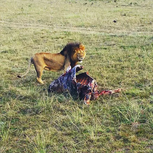 botlierskop-game-reserve-south-africa-Instagram-_gregoryfleming