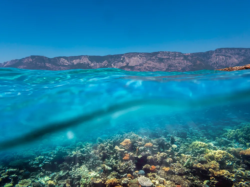 red-sea-coral-reef-egypt-swiper-hero-gallery