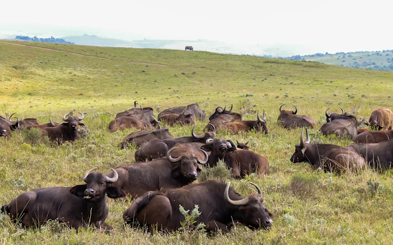 Go on a Garden Route Game Drive