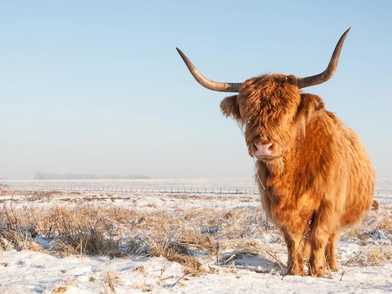Highland-cow-snowy-landscape-scottish-highlands-scotland