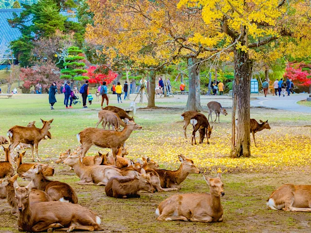 Japan-Deer-Park-in-Nara