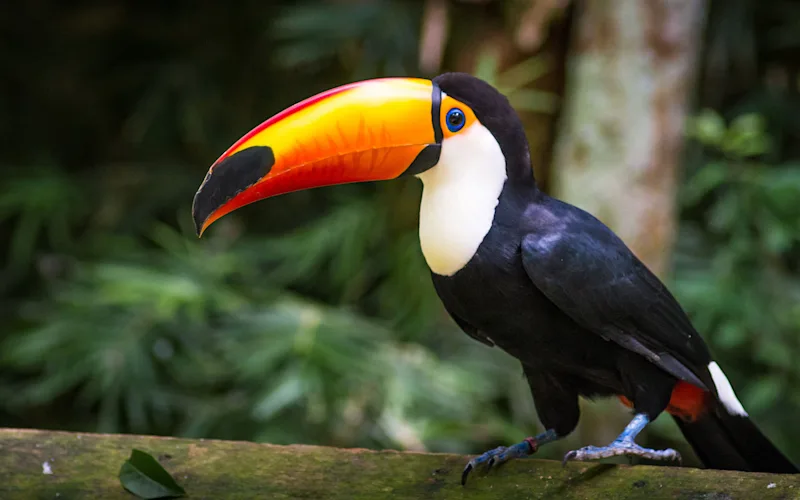 birds-of-brazil-optional-excursion