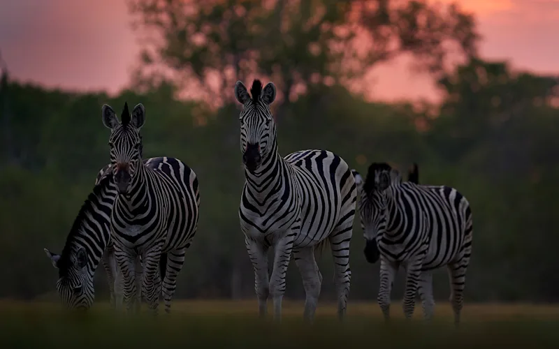 sunset-game-drive-kruger-national-park-south-africa-optional-excursion