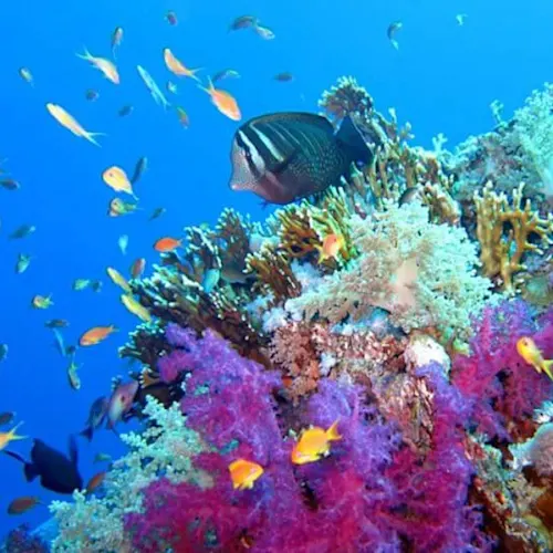 Red-Sea-Diving-Egypt-Instagram-_scouserontour