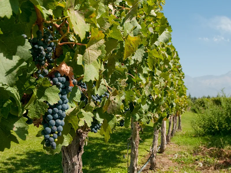 argentina-mendoza-south-america-wine-vineyard