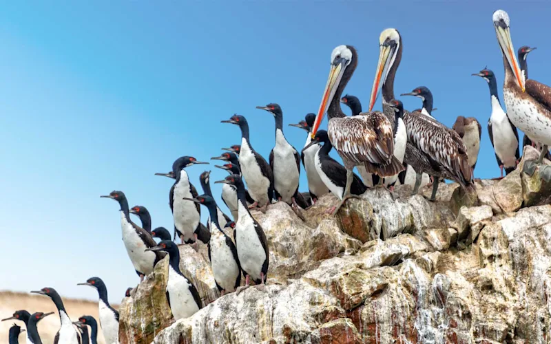 south-america-guided-group-tours-excursion 0026 full-day-nazca-lines-and-ballestas-islands-trip