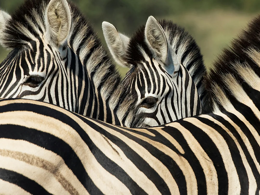 kruger-national-park-south-zebras-swiper-hero-gallery