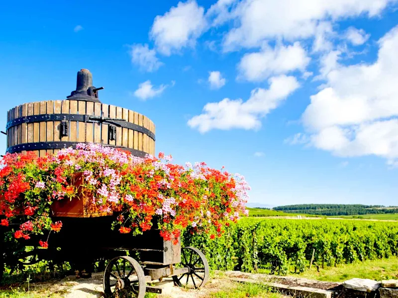 vineyards-cote-de-beaune-classic-europe-day4