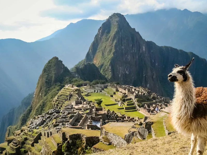Llama-in-front-of-ancient-inca-town-of-Machu-Picchu-sam-day