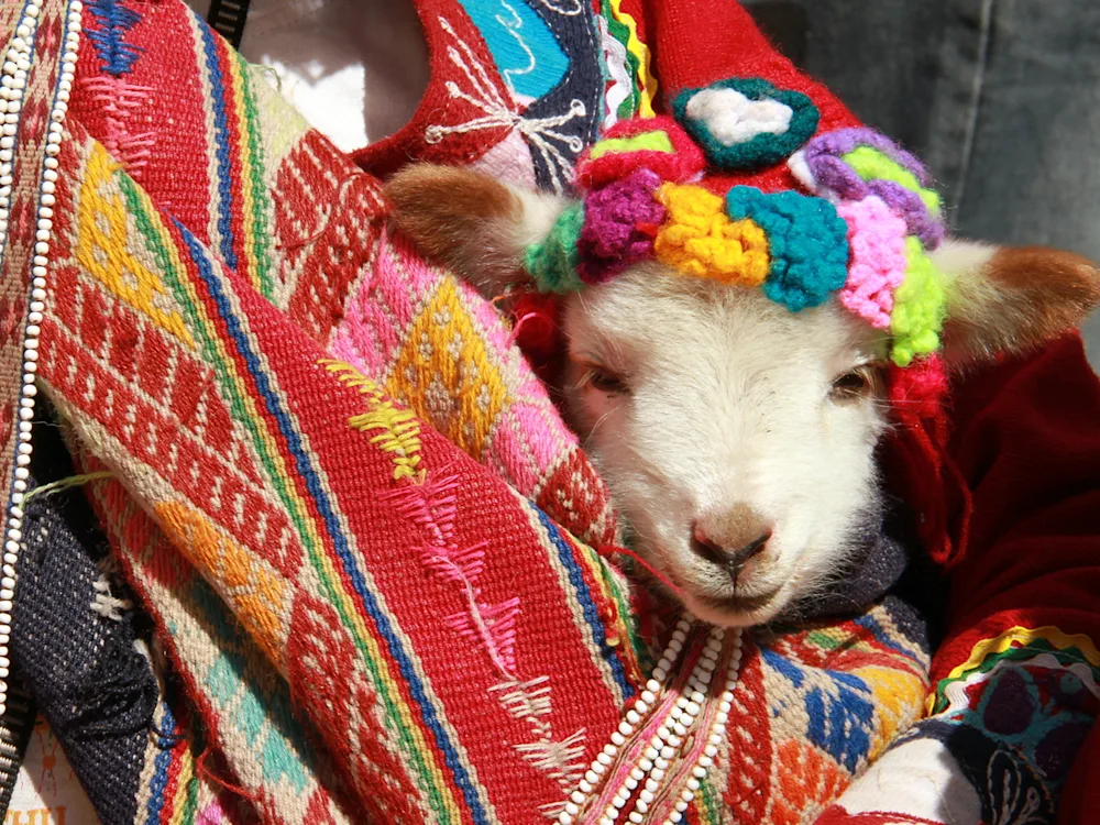 llama-sacred-valley-peru-swiper-hero-gallery