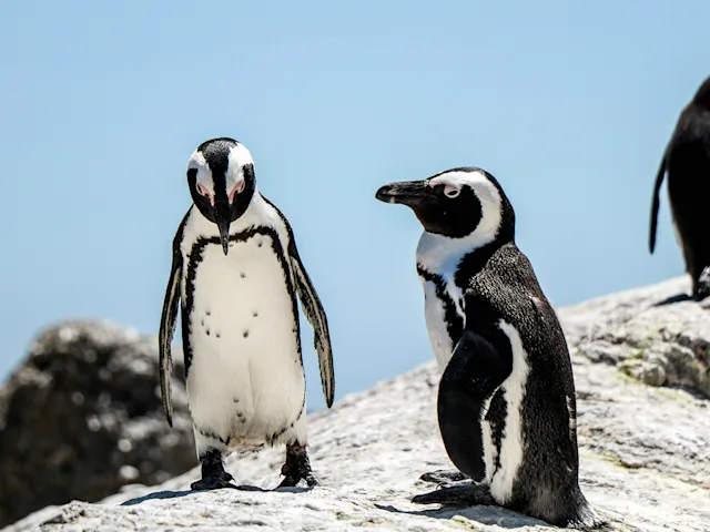 cape-town-boulders-pingun-swiper-hero-gallery