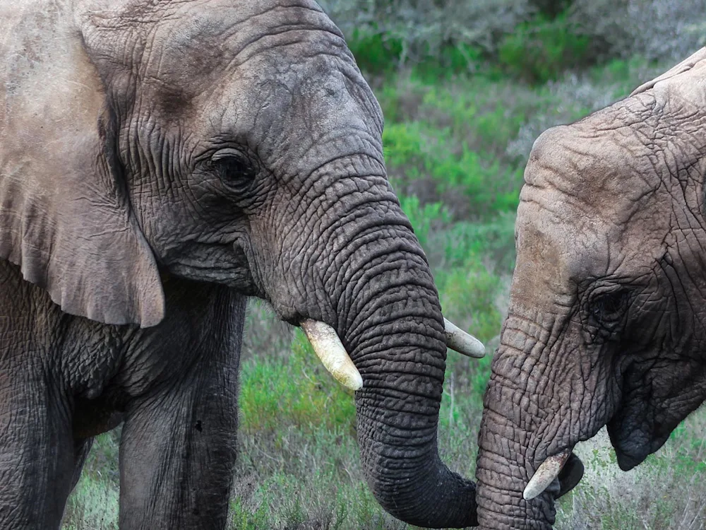 South-Africa-Mossel-Bay-Safari-swiper-hero-gallery