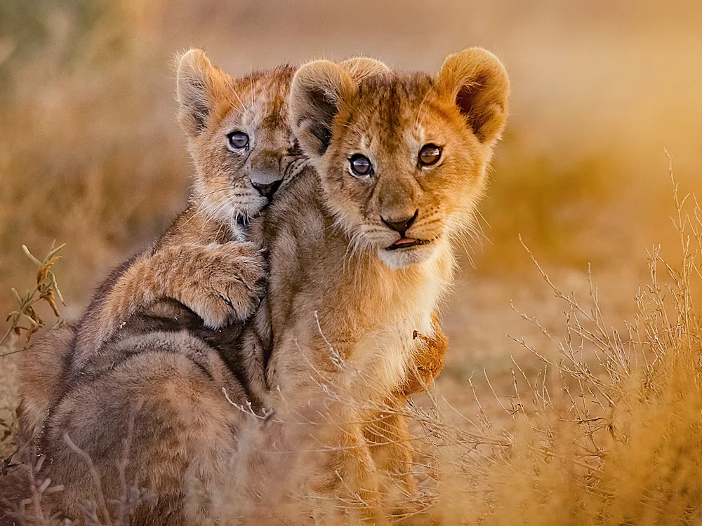 two-lions-cubs-kruger-national-south-africa-swiper-hero-gallery