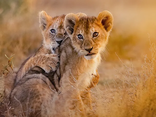 two-lions-cubs-kruger-national-south-africa-swiper-hero-gallery
