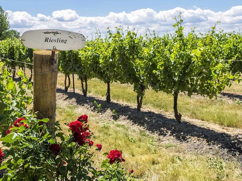 day7-niagara-on-the-lake-vineyard-eastern-usa-and-canada-escape
