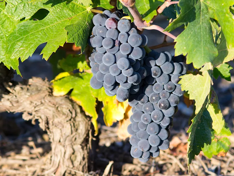 garnacha-zaragoza-spain-and-portugal-explorer-day-3