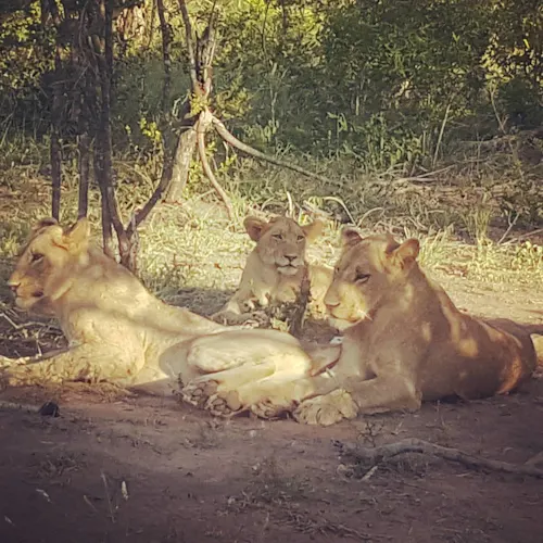 kruger-national-park-south-africa-Instagram-_helenavonkach