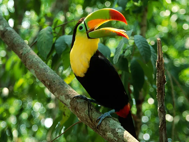 manuel-antonio-national-park-bird-swiper-hero-gallery
