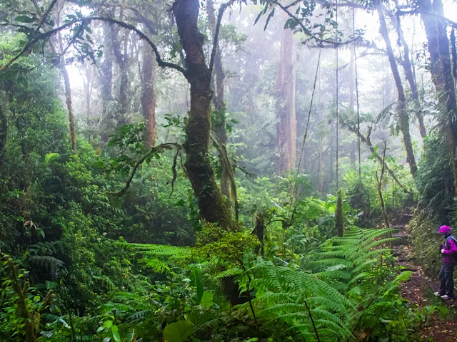 cloud-forest-monteverde-costa-rica-swiper-hero-gallery