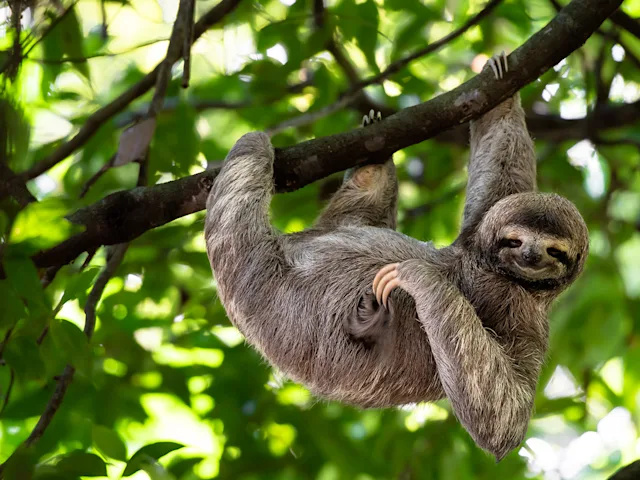 Sloths-costa-rica-swiper-hero-gallery