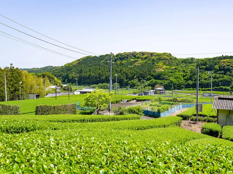 makinohara-tea-farm-japan-tour