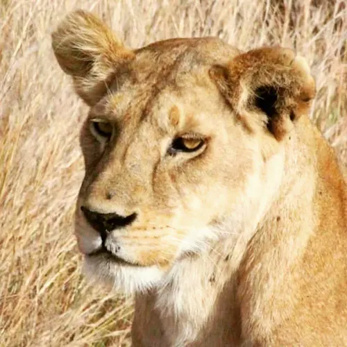 Lion-South-Africa-Instagram-_scouserontour