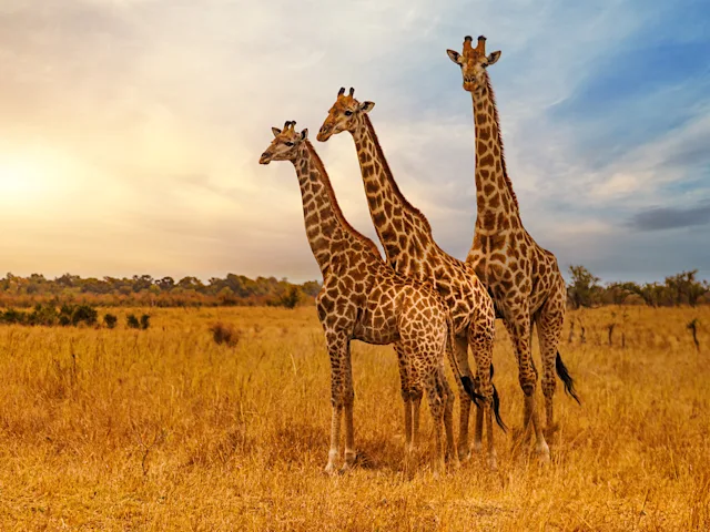 three-giraffes-kruger-national-park-south-africa-swiper-hero-gallery