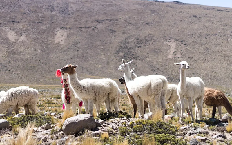 Visit Pampa Cañahuas Natural Reserve