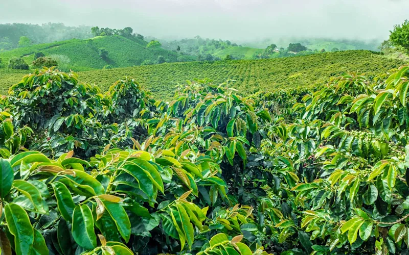 south-america-guided-group-tours-excursion 0028 coffee-farm-tour