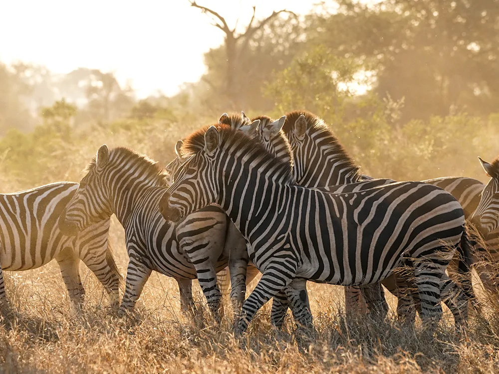zebra-herd-kruger-national-park-south-africa-swiper-hero-gallery