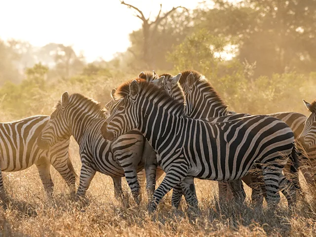 zebra-herd-kruger-national-park-south-africa-swiper-hero-gallery