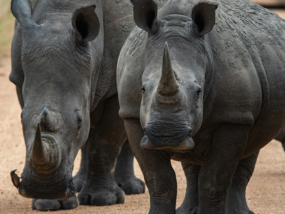 kruger-national-park-south-africa-rhino-swiper-hero-gallery