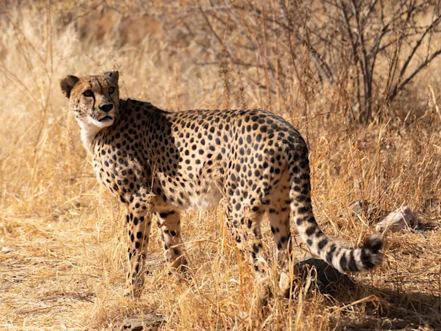 cheetah-botlierskop-south-africa-swiper-hero-gallery