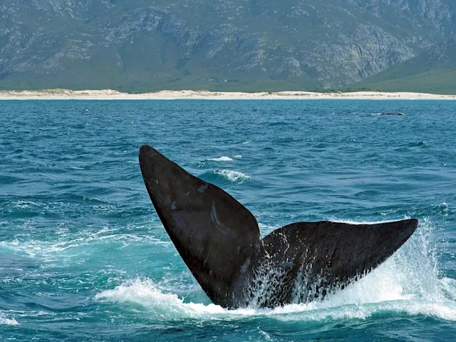 South-Africa-Hermanus-Whale-swiper-hero-gallery