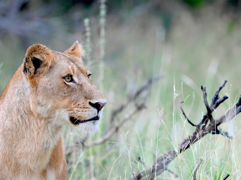 kruger-national-park-south-africa-lion-swiper-hero-gallery